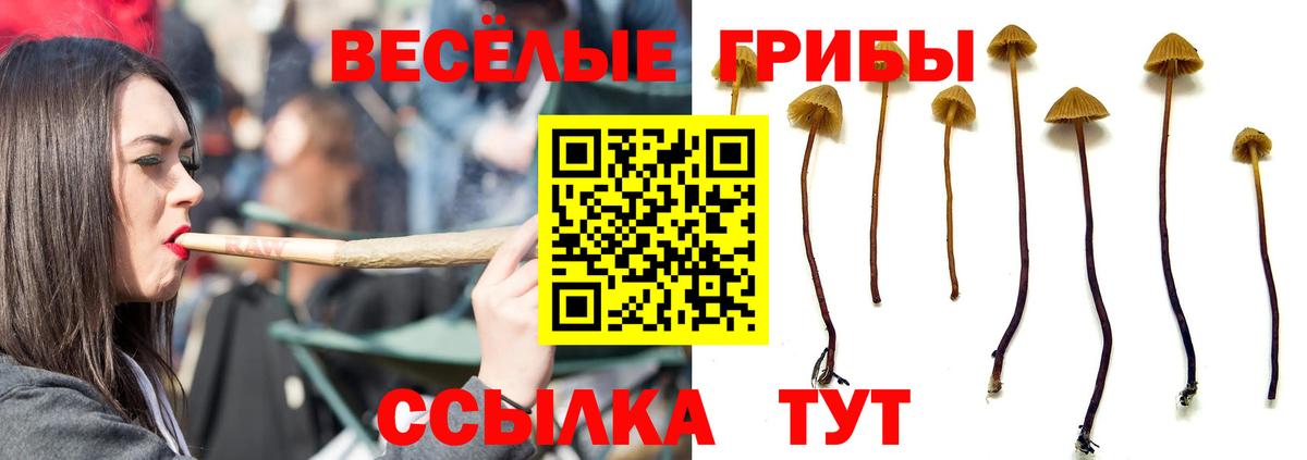Псилоцибиновые грибы мицелий Горячий Ключ